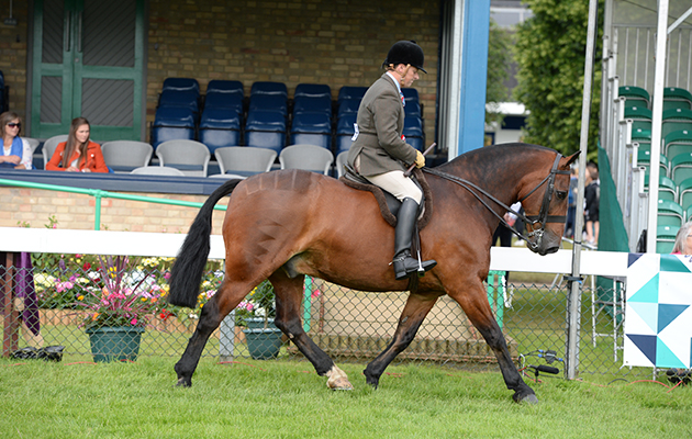 DE MONKEY BUSINESS, owned by Mr Stuart Ashton and shown by Mr Stuart Ashton, Reserve Cob during The Royal Norfolk Show at the Norfolk Showground near Norwich in Norfolk UK on 29 June 2016