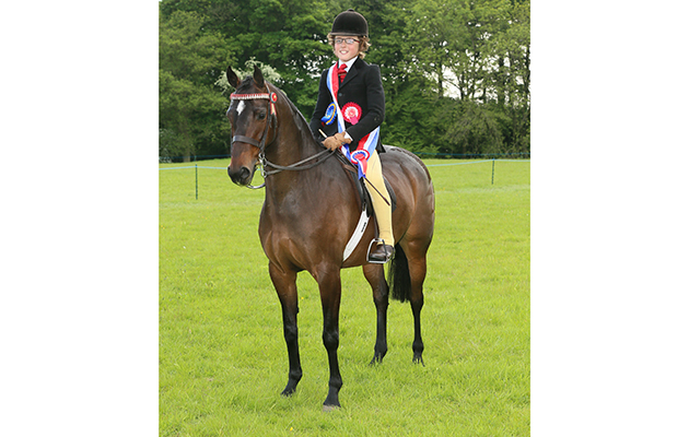 RIHS show pony Champion 339 Fantasia’s Ruby Supreme Freddy Wharton