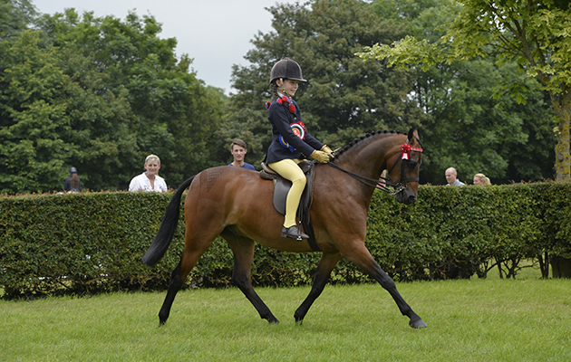 Lincs. Show 23.06.16 Show Pony Champion No. 810