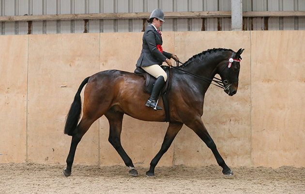 RIDING HORSE CHAMPIONSHIP  CHAMPION
343 HOT Gossip  JESSICA GOODIER