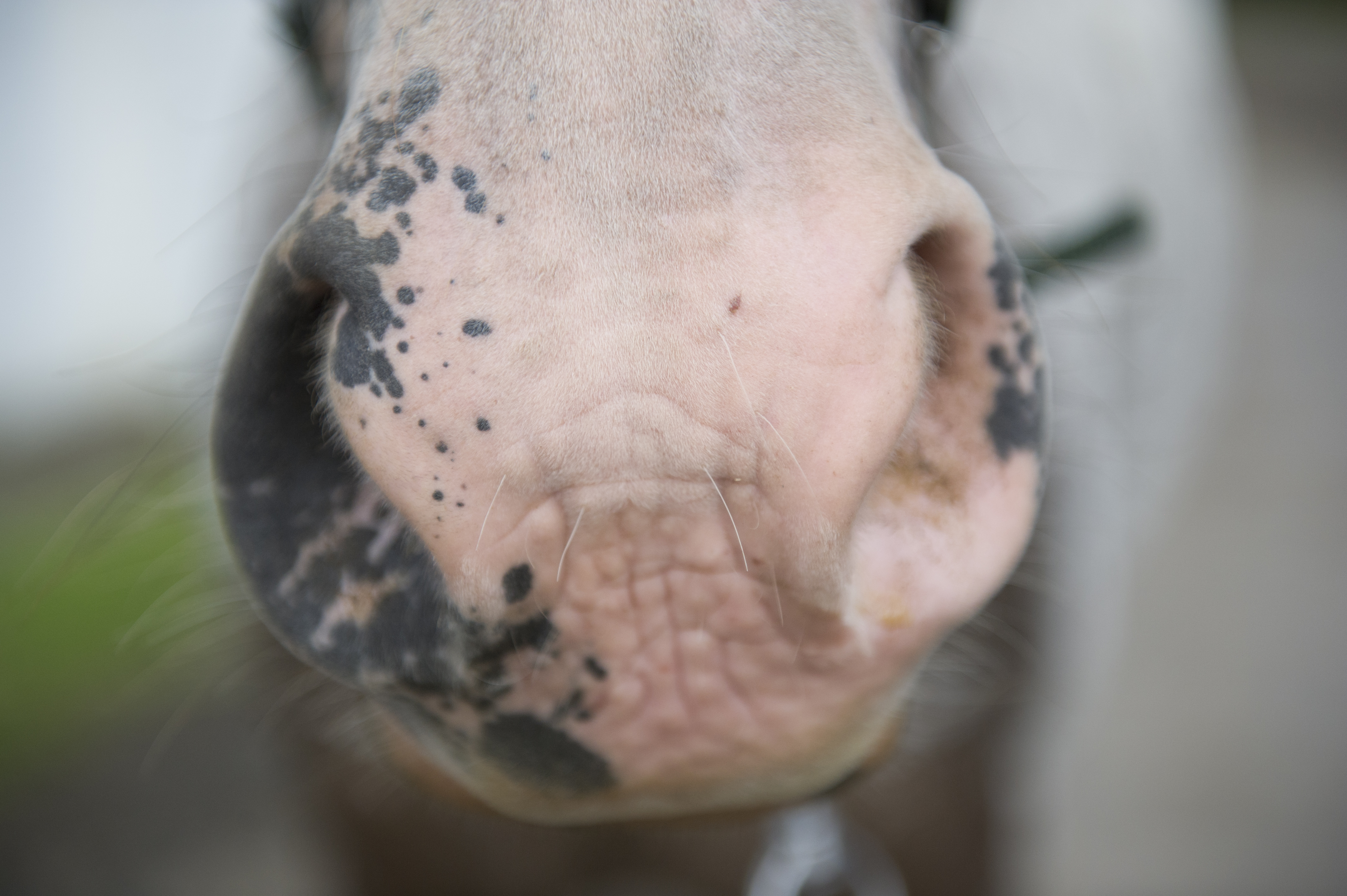 Pink noses at particular susceptible to sunburn in horses