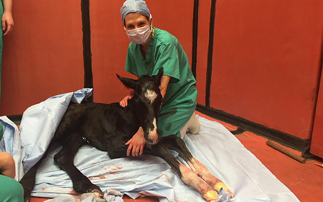 NEH Foal in resuscitation room