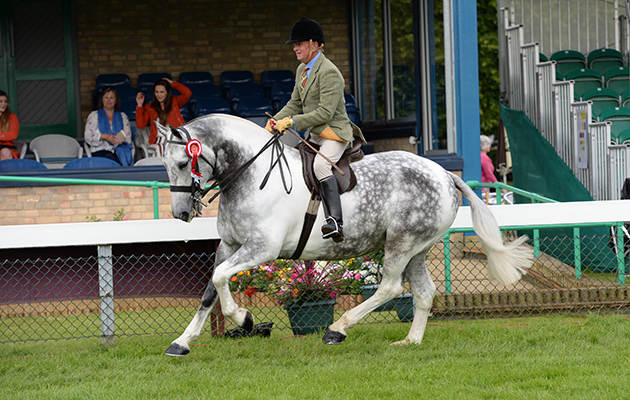 OUR CASHEL BLUE, owned by Lady C Tyrell and shown by Mr Allister Hood, Champion Cob during The Royal Norfolk Show at the Norfolk Showground near Norwich in Norfolk UK on 29 June 2016