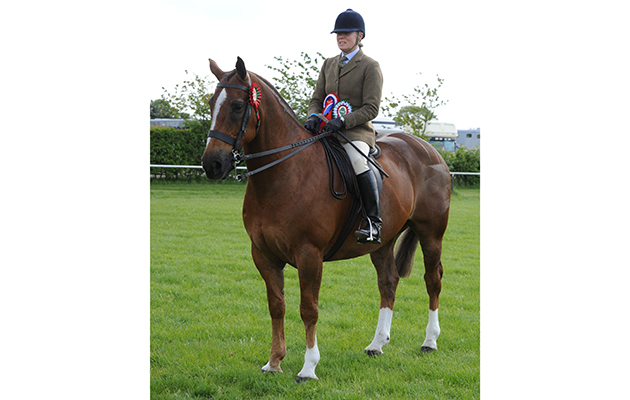 Nottinghamshire County Show 14.05.16 Cobs No. 59 Cob Champion