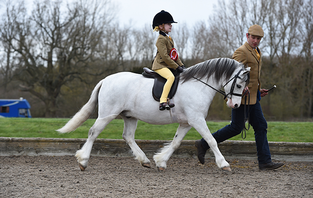 Horse No. 1730, Champion during the Open Mini Championship at The National Pony Society (NPS) , 14th Spring Festival held at Addington Manor Equestrian Centre near Buckingham in Buckinghamshire, UK on 10th April 2016