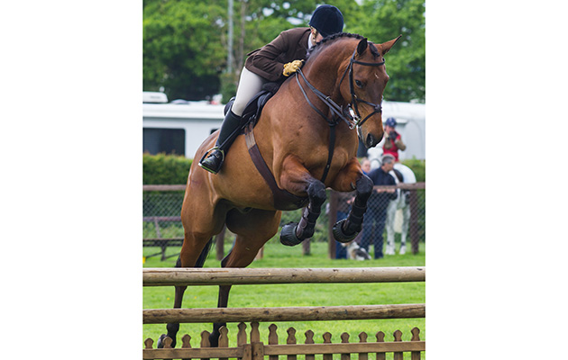 135 Royal Gent and Vicky Mitson - Cuddy Working Hunter winner