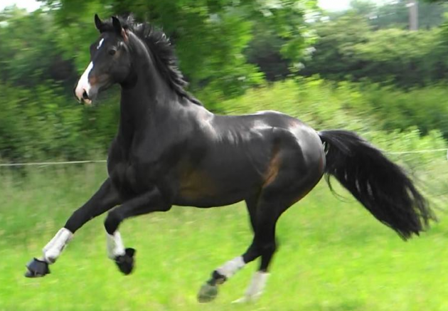 Screen Shot 2016-06-28 at 15.37.22