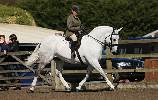 NOVICE CHAMPIONSHIP RESERVE CHAMPION
238 SILVER MILESTONE R: HAYLEY ERNER