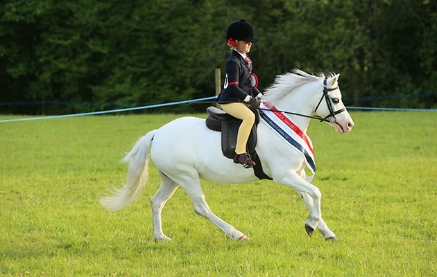 Supreme Novice Champion 491 Synod Mischief Sarah Sandiford