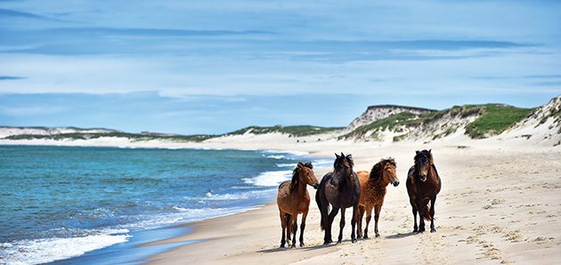 29 Things You Need To Know About The Wild Horses Of Sable Island 29 Things You Need To Know About The Wild Horses Of Sable Island