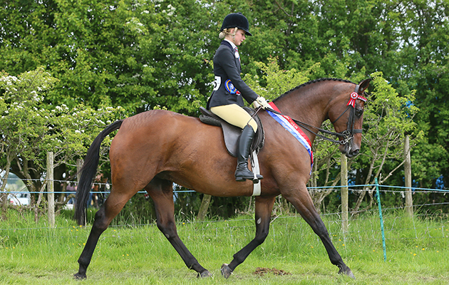 intermediate Champion 25 Whalton Dimity Abigail Gresty