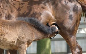 Mare and Foal: stock pictures