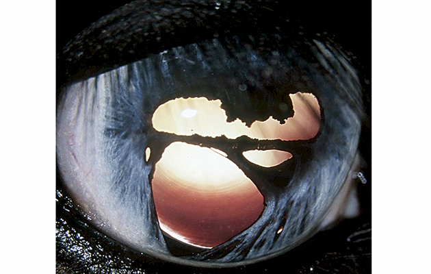 1 multiple colobomas in a pigment dilute or wall eyed iris