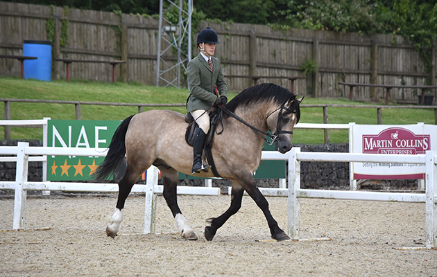 HOYS M&M ridden 1st & champ Menai Cardi Lloyd D.Peter Jones ridden by Thomas Jones (267)