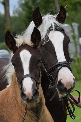 rare-black-forest-horses-to-come-to-britain-horse-hound