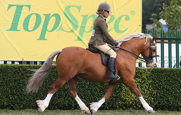 Ridden M&M HOYS Champion at Great Yorkshire Show 13/7/16 CARGARSAR SILVER PHANTOM 6yrs Welsg Sect C Palamino Stallion  Photograph by Grossick Racing Photography 0771 046 1723