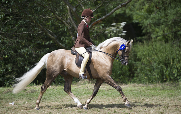 RIHS 2016 CARRWOOD SHIMMERING GOLD LUCY GLOVER