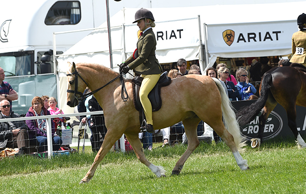 Cadlanvalley Sandpiper and Collette Green