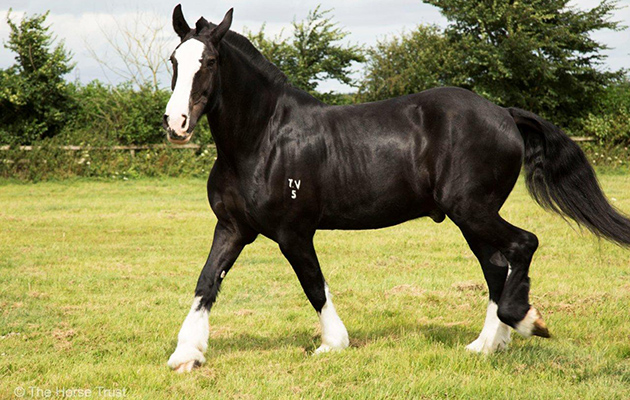 Caesar (c) The Horse Trust