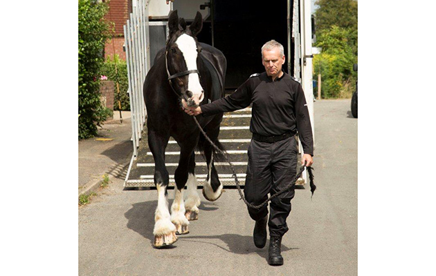 Caesar (c) The Horse Trust with Spencer Kervin