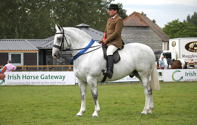 RIHS 2016 Robert Walker and Colebourne winners of the maxi cob final