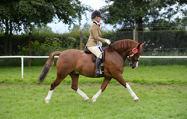 CWMYTHAN EASTER EXPRESS owned by Mrs Kim Gough and shown  by Miss Vicki Myronidis, Supreme Ridden Champion and Champion Ridden M&M during The Royal Norfolk Show at the Norfolk Showground near Norwich in Norfolk UK on 29 June 2016