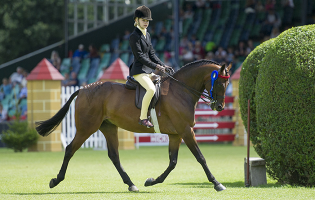 RIHS 2016 LITTON ENTERPRISE PHOEBE PRICE