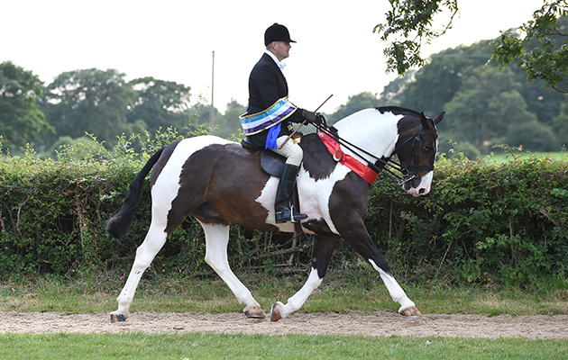 WAYNE THORNEYCROFT riding MAKERS JAR OF HEARTS, winner of the Skewbald & Piebald Ridden Horse Championship during the Royal International Horse Show at The All England Jumping Course, Hickstead, West Sussex, UK on 26 July 2016
