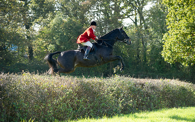Blackmore and Sparkford Vale joint-master Anthony Mayo gives the field a bold lead over a hedge typical of their grassland country 