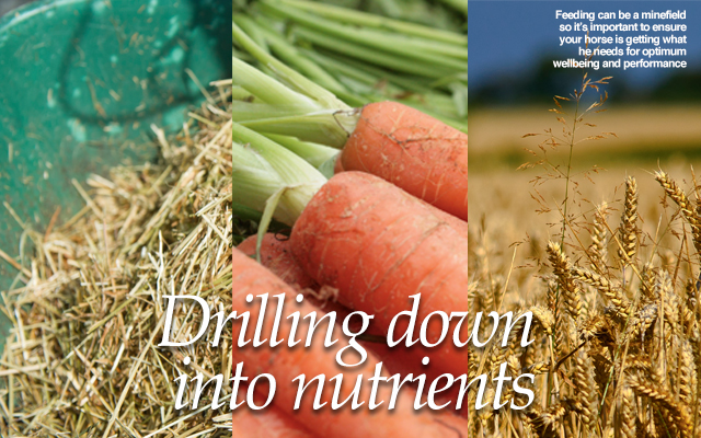 Nutrition is essential to sustain life and should never be ignored. But apart from energy, where it’s clear if your horse is getting enough, it can be hard to determine what constitutes a balanced diet.