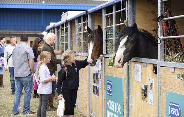 Equifest 2016