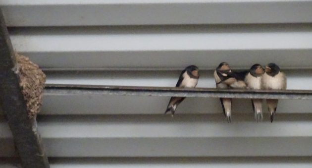 fledglings