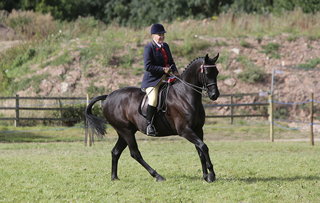 British Showjumping National Championships and Stoneleigh Horse Show CH106 Hack Championship Champion Mrs Jean Walsh Wright on Becconsall Regal Ruby (Maise) number 1772