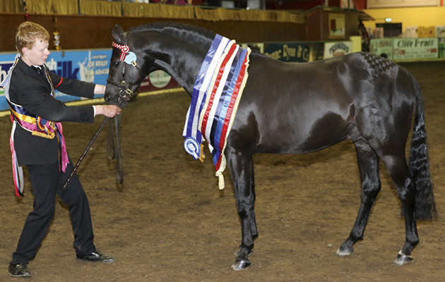 720a9256 Cuddy Inhand Champion was Brookvale Mr Tom