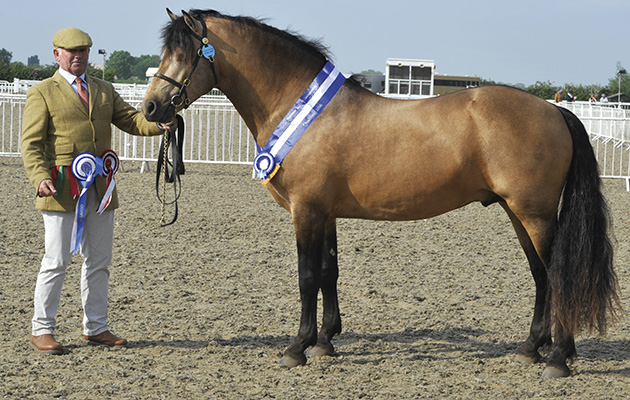 Midland Counties Show 04.06.16 Cuddy Supreme In Hand Championship Champion No. 437 Castle Emperor Jack Cochrane