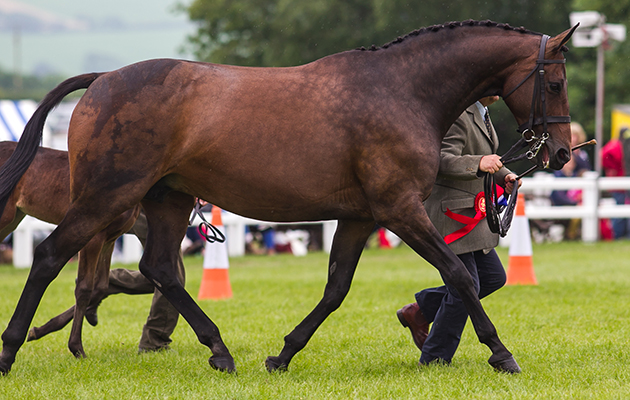 Chantry Clover Girl & Charles Upham - Cuddy Champion