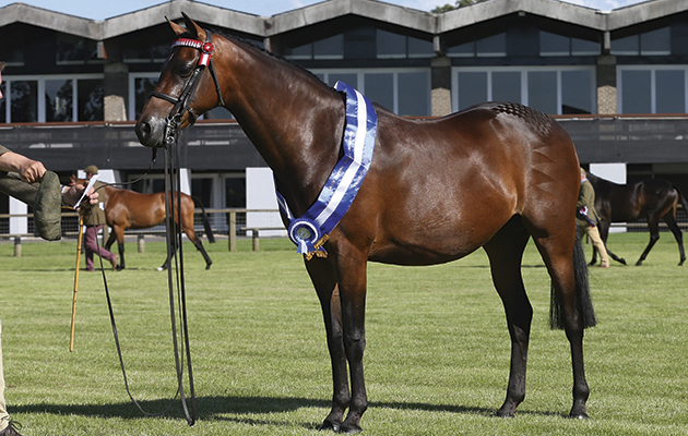 Colbeach Duet (539) is In Hand Cuddy Champion 2016 at the Scottish Horse Show