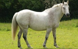 Fat-horse-in-field_Spillers_Body-2