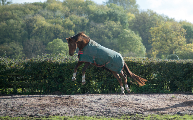 Horse-jumping-in-field_Spillers_body-1