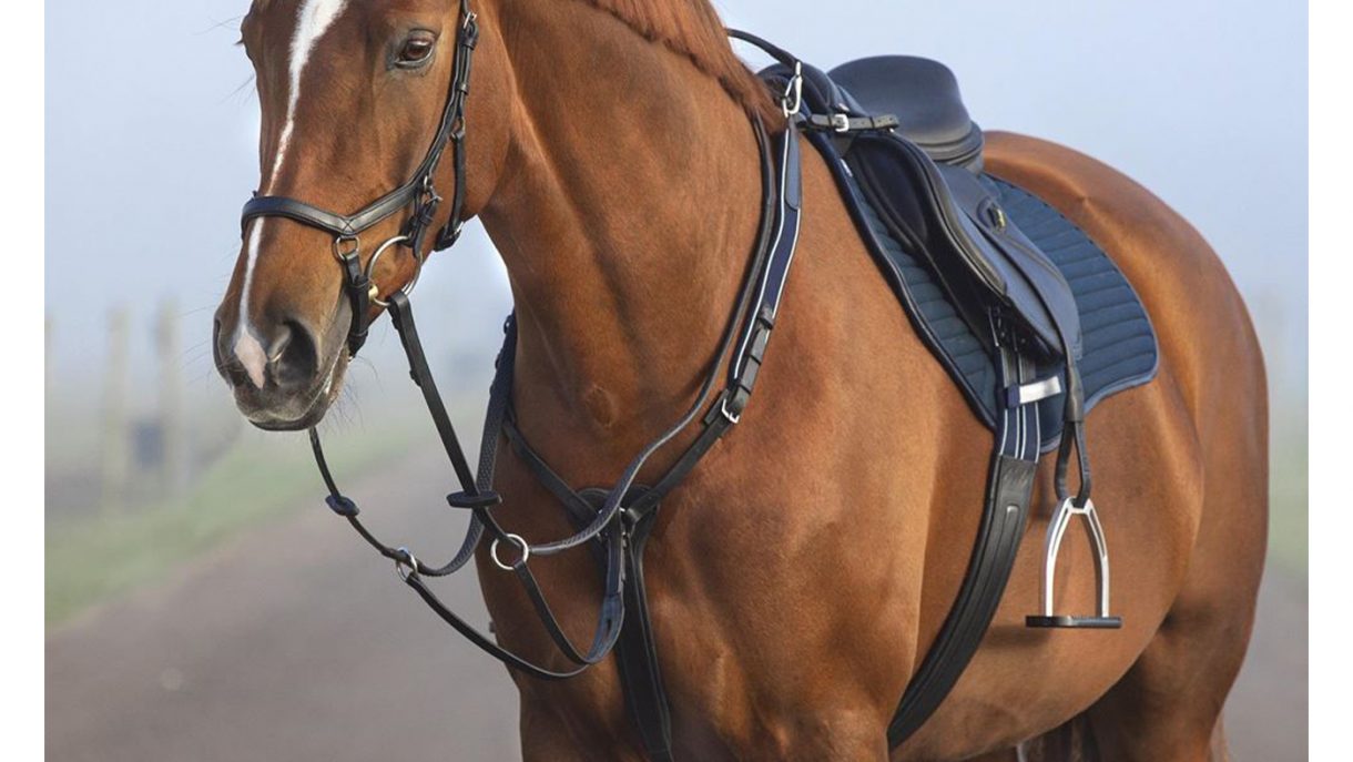 Best breastplates for horses in all styles Horse & Hound