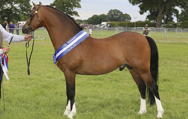 Buddy Supreme In Hand championship Champion 2146 MOELGARNEDD STADROSS H: Colin Tibbey O: Mr G Williams