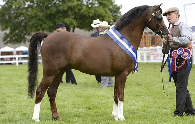 PADDOCK RIO owned by Mrs L Wilson, Cuddy Supreme In Hand Champion during The Royal Norfolk Show at the Norfolk Showground near Norwich in Norfolk UK on 30 June 2016