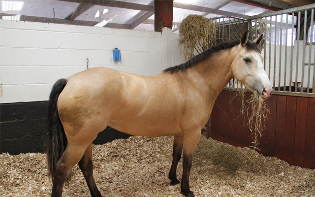 pearl-deidre-johnston-eating-hay-in-stable-2013