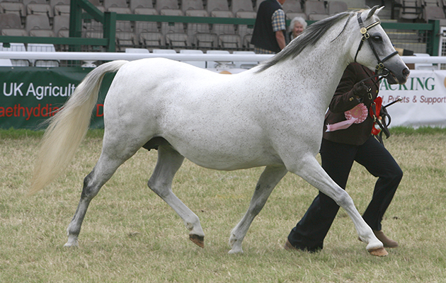 Section B and Cuddy Champion: Valeur Dancing Fairy Lustre (579) (Grey pony)