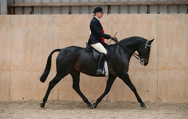 RIHS HACK CHAMPIONSHIP RESERVE 7 WHITTAKERS BARONESS ADELE HANSON