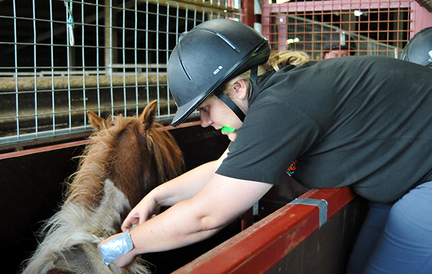 microchipping-bodmin-01