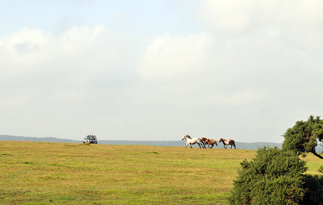 microchipping-bodmin-03