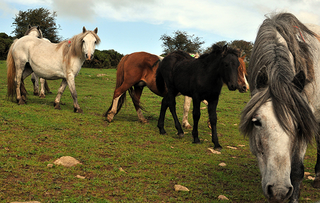 microchipping-bodmin-04