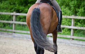 horse rear end and tail