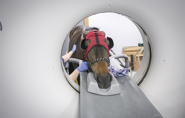 1-ct-2-by-langford-veterinary-services